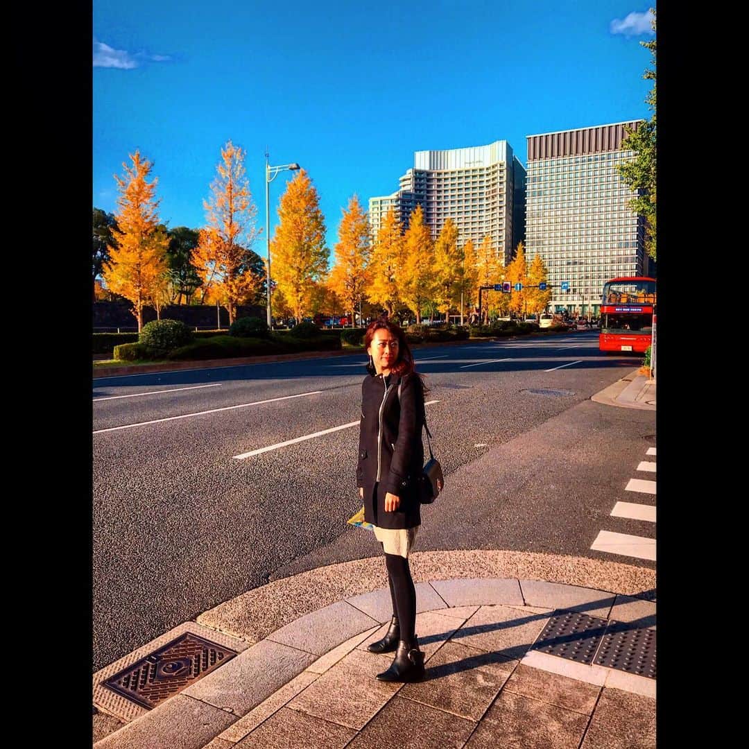 木谷有里さんのインスタグラム写真 - (木谷有里Instagram)「東京いちょう💛  Old ginkgo trees🌳🌳🌳💛 #tokyo #gingotree #いちょう　#東京　#秋　#autumn #autumnleaves」11月25日 0時45分 - kitani_yuri