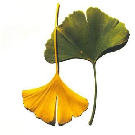 オーレリービダマンのインスタグラム：「Ginkgo leaves by Irving Penn #inspiration」