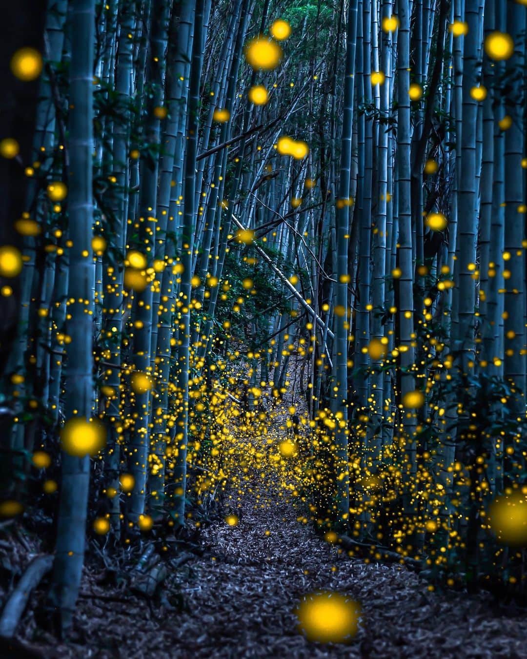 Instagramさんのインスタグラム写真 - (InstagramInstagram)「#HelloFrom Wakayama Prefecture, where fireflies dance like fairies in the peaceful bamboo forest. 🧚⁣ ⁣ Say #HelloFrom your part of the world. ❤️ Please submit your own photos and videos to the project using the #HelloFrom hashtag. Any tagged visual shared with the hashtag is eligible for the project and, if selected, to be featured.⁣⁣⁣ ⁣ Photo by @wasabitool」11月25日 1時50分 - instagram