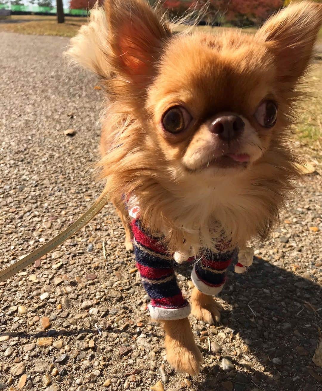 kayoのインスタグラム：「* * ボク意外とお散歩好きなの😆🐾 * * すぐに近寄って来るから ドアップーー😂 * * kulio💗 * * #chihuahua#chihuahualove#dogstgram#dog#instadog#チワワ#チワワ大好き * *」