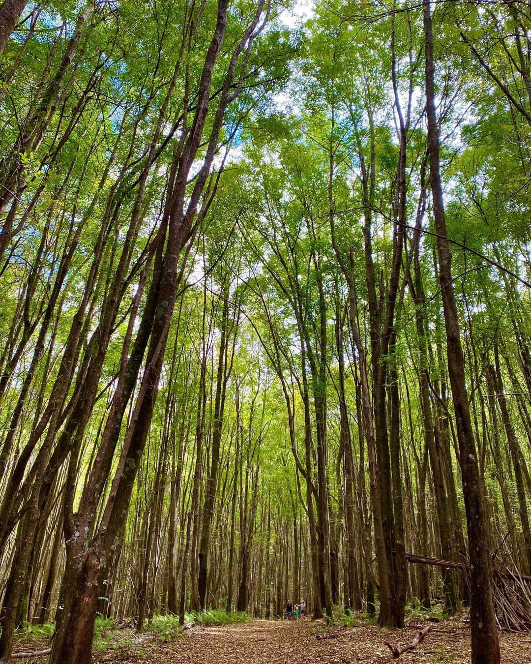 メロディー洋子さんのインスタグラム写真 - (メロディー洋子Instagram)「森林浴 (Shinrin-yoku)  Forest Bathing 🌲 How good does it feel when you are immersed in green? Filling my lungs with fresh oxygen and prana. With every breath my mantra becomes, “All my needs are met.” And I know that this is true. I know that all I need to do is breathe. 🙏💚✨ #melodystravels #melodyexploreshawaii #thebeautyisinsidemyheart #thebeautyisinsideyourheart」11月25日 3時43分 - melody.yoko