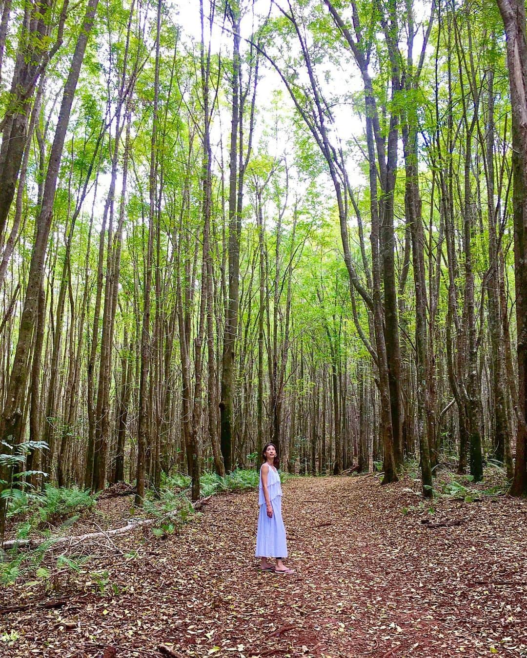 メロディー洋子のインスタグラム：「森林浴 (Shinrin-yoku)  Forest Bathing 🌲 How good does it feel when you are immersed in green? Filling my lungs with fresh oxygen and prana. With every breath my mantra becomes, “All my needs are met.” And I know that this is true. I know that all I need to do is breathe. 🙏💚✨ #melodystravels #melodyexploreshawaii #thebeautyisinsidemyheart #thebeautyisinsideyourheart」
