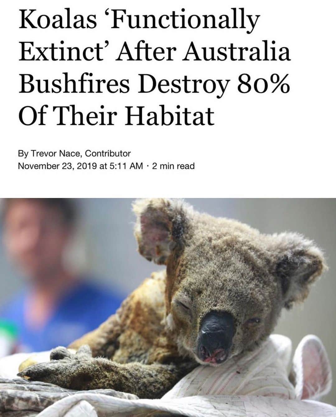ティモシー・サイクスのインスタグラム：「BREAKING NEWS: Repost from @karmagawa Please Share This Post With Your Followers As We MUST Save The Koalas! Recent bushfires, along with prolonged drought and deforestation has led to koalas becoming “functionally extinct” according to experts. Deforestation and bushfires destroy the main nutrient source of koalas, the eucalyptus tree. An adult koala will eat up to 2 pounds of eucalyptus leaves per day as its main staple of nutrients. While eucalyptus plants will grow back after a fire, it will take months, leaving no suitable food source for koalas and starvation a likely scenario for many. Many are urging the Australian government to enact the Koala Protection Act, written in 2016 but never passed into law and molded after the Bald Eagle Protection Act in the U.S. The Koala Protection Act would work to protect habitats and trees vital to koalas as well as protect koalas from hunting. The Port Macquarie Koala Hospital setup a Go Fund Me page seeking donations to help the hospital treat injured koalas. To date, they have raised $1.33 million, well over their $25,000 goal. This comes from over 30,000+ donors, we’ve changed the link in the @karmagawa bio to the fundraiser to help the koalas too, please share this important post with your followers and tag people, influencers and celebrities who need to see it! #savethekoalas #bushfires #karmagawa  Source: https://www.forbes.com/sites/trevornace/2019/11/23/koalas-functionally-extinct-after-australia-bushfires-destroy-80-of-their-habitat」