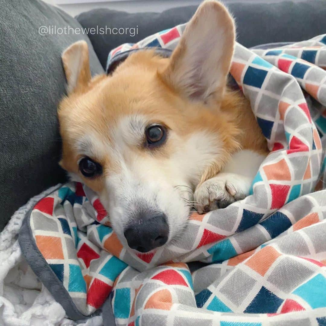 Liloさんのインスタグラム写真 - (LiloInstagram)「It’s cuddle season... so where’s my cuddles woof? #tag4cuddles」11月25日 5時40分 - lilothewelshcorgi