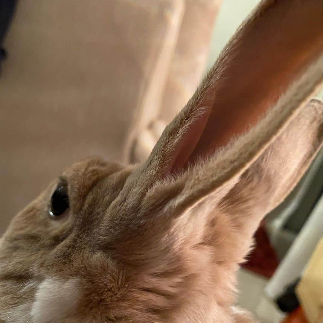里美ゆりあのインスタグラム：「シュールなリンの斜め後ろから♡♡ #rabbit #bunny #cute」