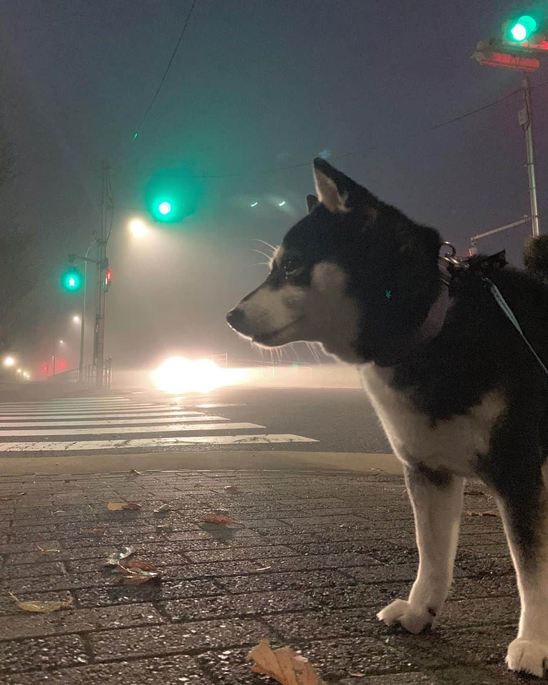 くろさんのインスタグラム写真 - (くろInstagram)「朝靄🌫朝んぽ🐾 #朝靄 #濃霧注意報 #kuroshiba #blackshiba #shibainu #shibastagram #instadog #dogstagram #柴犬 #黒柴 #黑柴 #日本犬 #和犬 #シニア犬 #癒し犬 #いぬら部 #ふわもこ部 #柴犬部 #モフモフ生命体 #柴犬のいる暮らし #わんこのいる暮らし #わんこのいる生活 #わんこと一緒 #わんダフォ #わんだふるjapan #朝んぽ」11月25日 6時02分 - m6bmw