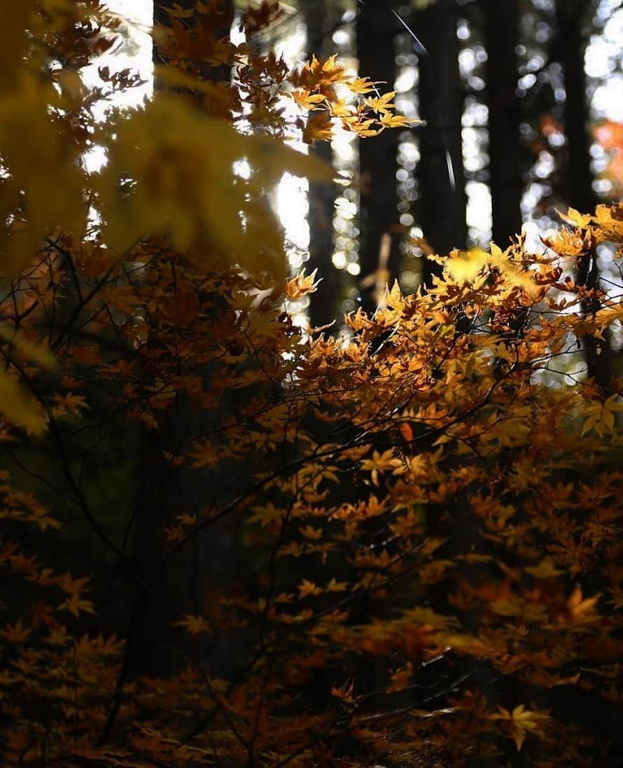 Tomohide Furuyaのインスタグラム：「”autumn” . . まだまだ秋が足りない。 . . #tasworks_photography #japan #autumn」