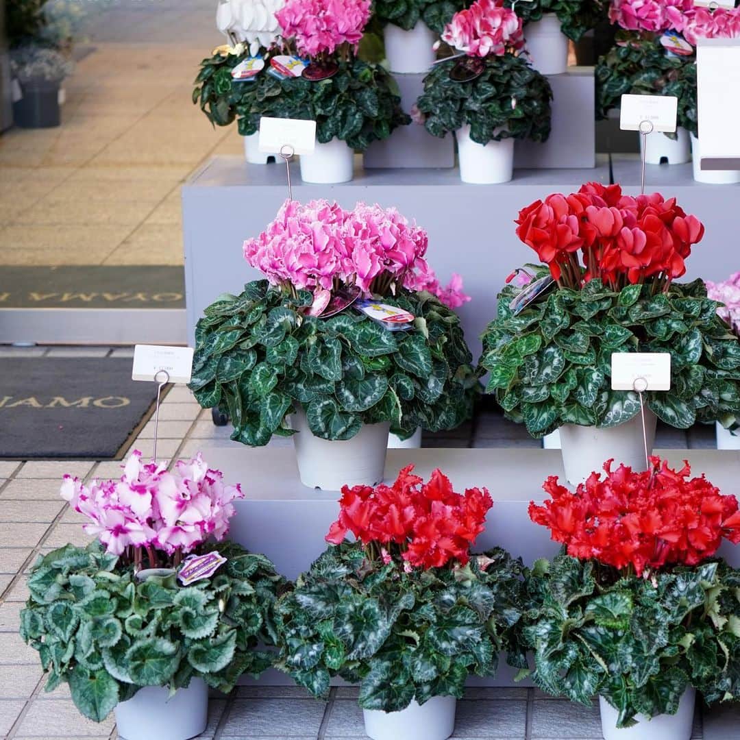 AOYAMA_HANAMOさんのインスタグラム写真 - (AOYAMA_HANAMOInstagram)「冬の季節に咲く花として親しまれている、シクラメン。青山店にも赤、白、ピンクの花色の、さまざまな品種が入荷しています。クリスマスギフトはもちろん、1年の感謝を伝えるお歳暮ギフトとしていかがでしょうか。店頭でも、オンラインショップでもお買い求めいただけます。 オンラインショップは、プロフィールページのリンクからご覧いただけます。 - - - #flower #flowers #flowershop #florist #tokyo #aoyama #webstagram #flowerstagram #instagood #followme #花 #花屋 #フラワー #マクロ萌え部 #ザ花部 #花のある暮らし #花のある生活 #花育 #東京 #青山 #表参道 #wintergift #holidaygift #クリスマス #お歳暮 #フラワーギフト #シクラメン #cyclamin #鉢物 #鉢植え」11月25日 16時10分 - aoyama_hanamo