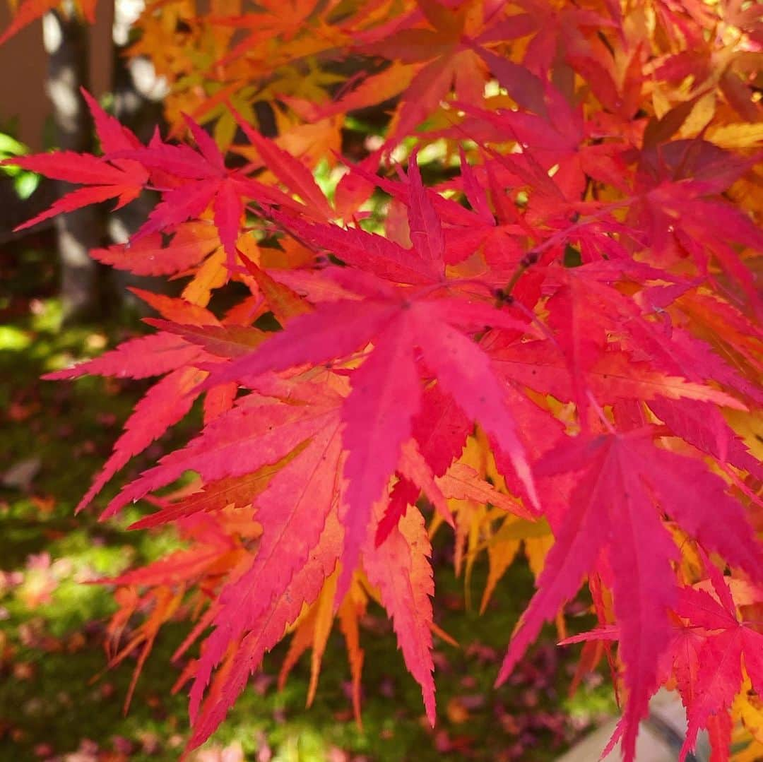 アンミカさんのインスタグラム写真 - (アンミカInstagram)「紅葉の名所である京都の光悦寺へ。 。 7つの茶室と鷹峯三山🏔を望む景勝地の紅葉は、品があり美しい✨🍁 。 龍安寺の枯山水と、つくばいに刻まれた【吾唯知足〜われ唯だ足るを知る〜】を見て、仏の心を見直し、胸に手を当てる静かな時間に感謝。。。 。 #3枚目の枯山水での不思議な神々しい虹の光🌈 #日本の神社仏閣が大好きな旦那様に教えてもらいながらまわりました #15個ある石を一度には14個しか見ることができないことを不満に思わず満足する心を持つことが大切と旦那様🐲 #夫婦旅　#京都　#紅葉狩り　#refresh  @theodoremillertokyo」11月25日 16時04分 - ahnmikaofficial