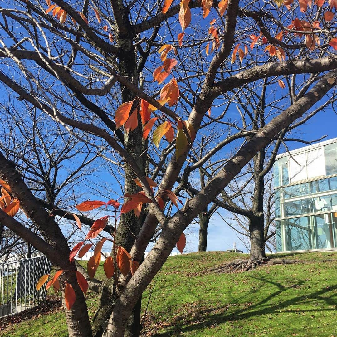 海津ゆうこさんのインスタグラム写真 - (海津ゆうこInstagram)「こんな天気だと昨日の青空が恋しくなります。  昨日は、りゅーとぴあでお仕事だったので 本番前に空中庭園を散策。 もう、秋も終わりのような景色でしたが、 青空に紅葉って映えますね。  #秋の空　#青空　#紅葉　#空中庭園 #りゅーとぴあ #お散歩　#秋の楽しみ #秋　#秋探し　#autumn #落ち葉 #instagood #instalike #instalife #instadaily #instapic #秋の風景 #小さい秋見つけた #時間の使い方 #timeismoney」11月25日 16時14分 - yuco310