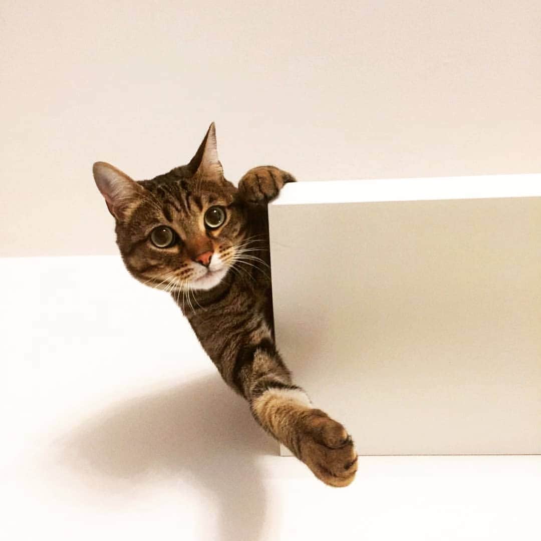 CatStockerのインスタグラム：「Hello! #catstocker is here!  Follow our FURRriend @gasparethecat  Scroll right for more pictures 👉 . . . . . . #cat #neko #mačka #chat #kočka #котка #kotek #kot #кіт #mače #кошка #кот #katze #gato #gatto  #子猫 #kattunge #猫 #고양이 #貓 #kedi #köttur #kissanpentu #חתול #кішка #子猫 #고양이새끼 #kitty #cats」