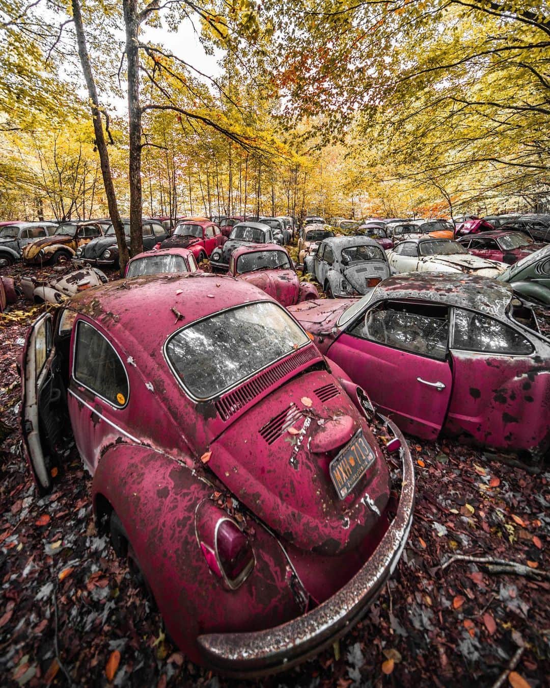 Abandoned Placesさんのインスタグラム写真 - (Abandoned PlacesInstagram)「Abandoned VW bugs in the forest. Photography by @alexplore23」11月25日 8時22分 - itsabandoned
