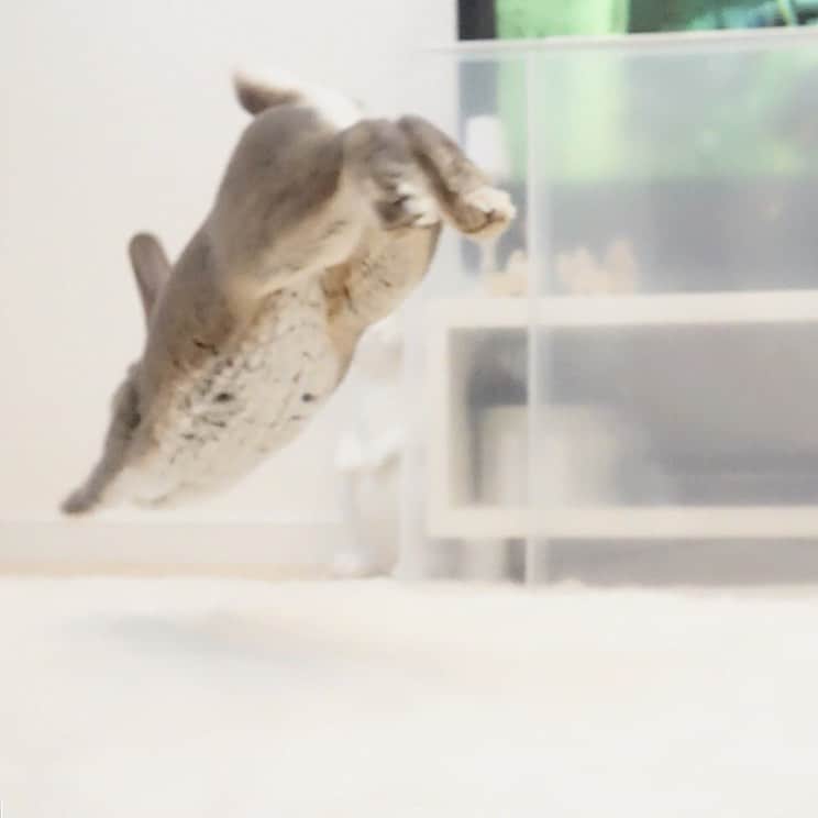 Kayoのインスタグラム：「跳ねまくるカオナシ ・ ・ 全然じっとしてない。 べびちゃんってこんな？？ さーく、も少しおとなしかった気がする。 十兎十色だな」