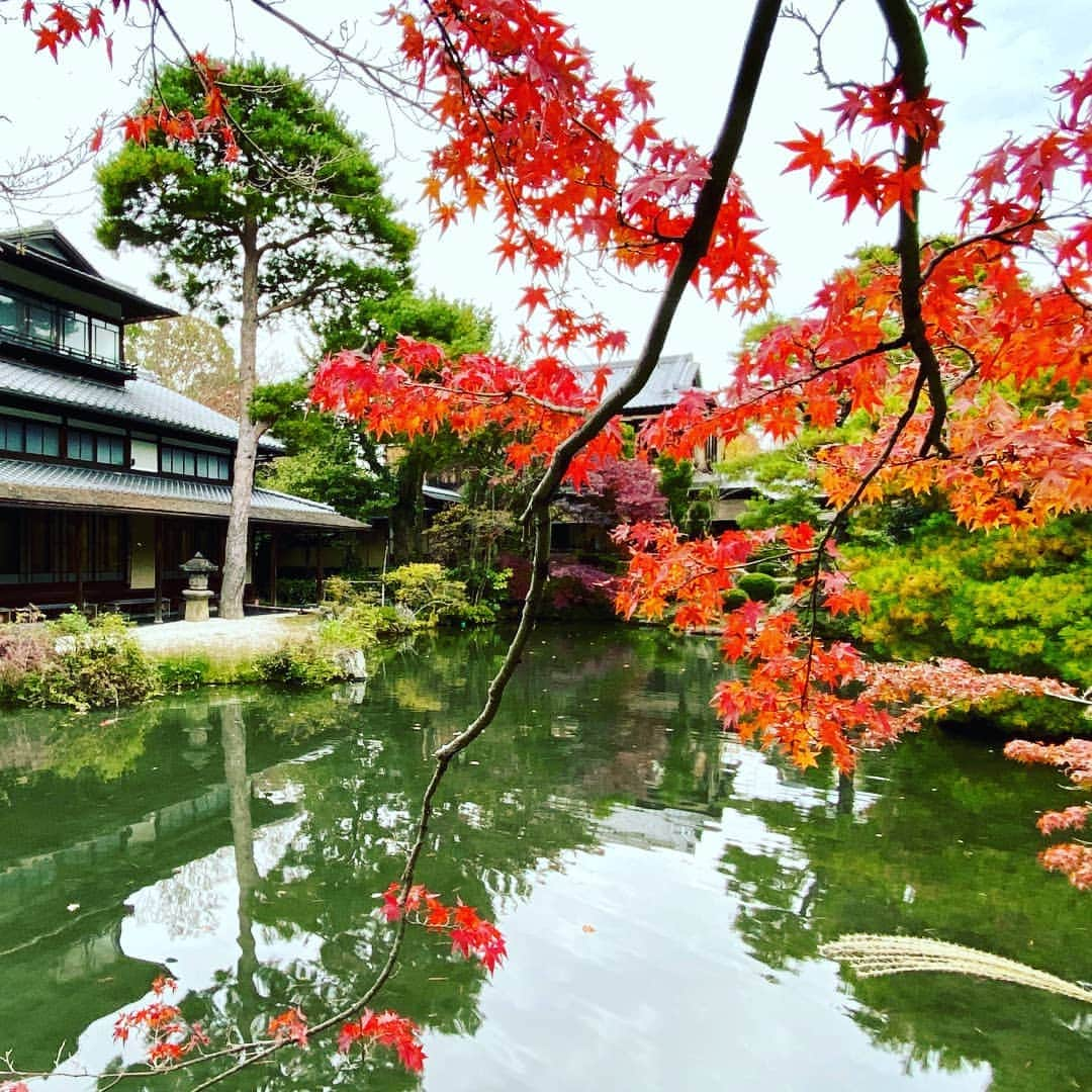 City of Kyoto Official Accountのインスタグラム：「紅葉だより2019🍁更新中 https://ja.kyoto.travel/flower/momiji/  写真は11/22の白沙村荘の様子です。（写真は白沙村荘さんからご提供いただきました。） #京都 #京都ジェニック #秋 #紅葉#もみじ #白沙村荘 #🍁 #未来に残したい京都 #京都好きな人と繋がりたい  #visitkyoto #kyotogenic #autumninkyoto  #hakusasonso #fallfoliage #maple #maplemania #mapleleaf #autumnleaves #kyototravel #japantrip #autumn #kyototrip 🍁Kyoto Fall Foliage Calendar 2019🍁 https://fallfoliage.kyoto.travel/」