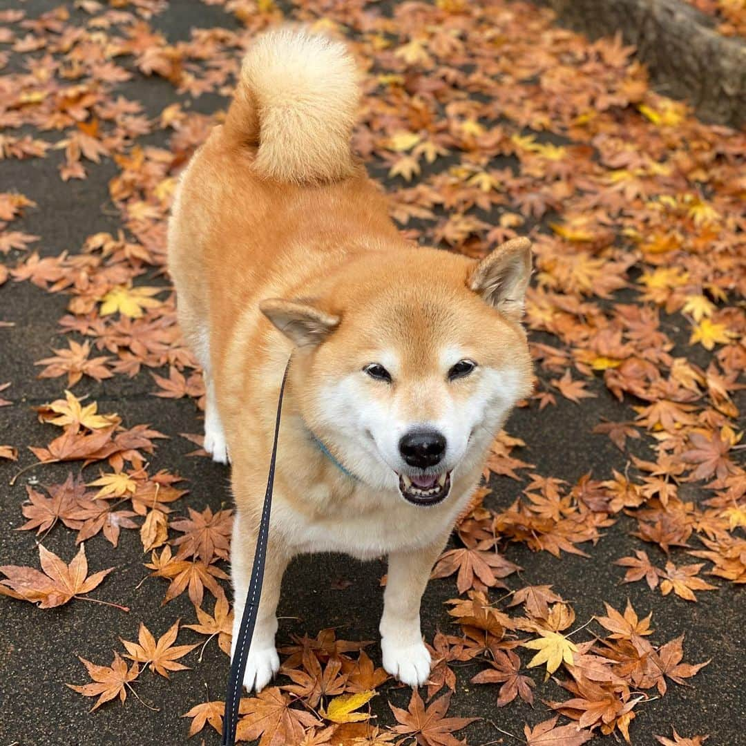 まる（まるたろう）さんのインスタグラム写真 - (まる（まるたろう）Instagram)「Good morning!✨🐶🍂✨11月最終週だよ〜ん！気合い入れて頑張るんだよ💪 #今日は25日だからお給金もらえるんでしょ #知ってるよ #給与袋忘れて来ないでね #赤提灯とかで忘れてくるやつ #月曜日は笑顔で頑張る日 #柴犬ドロン」11月25日 9時03分 - marutaro