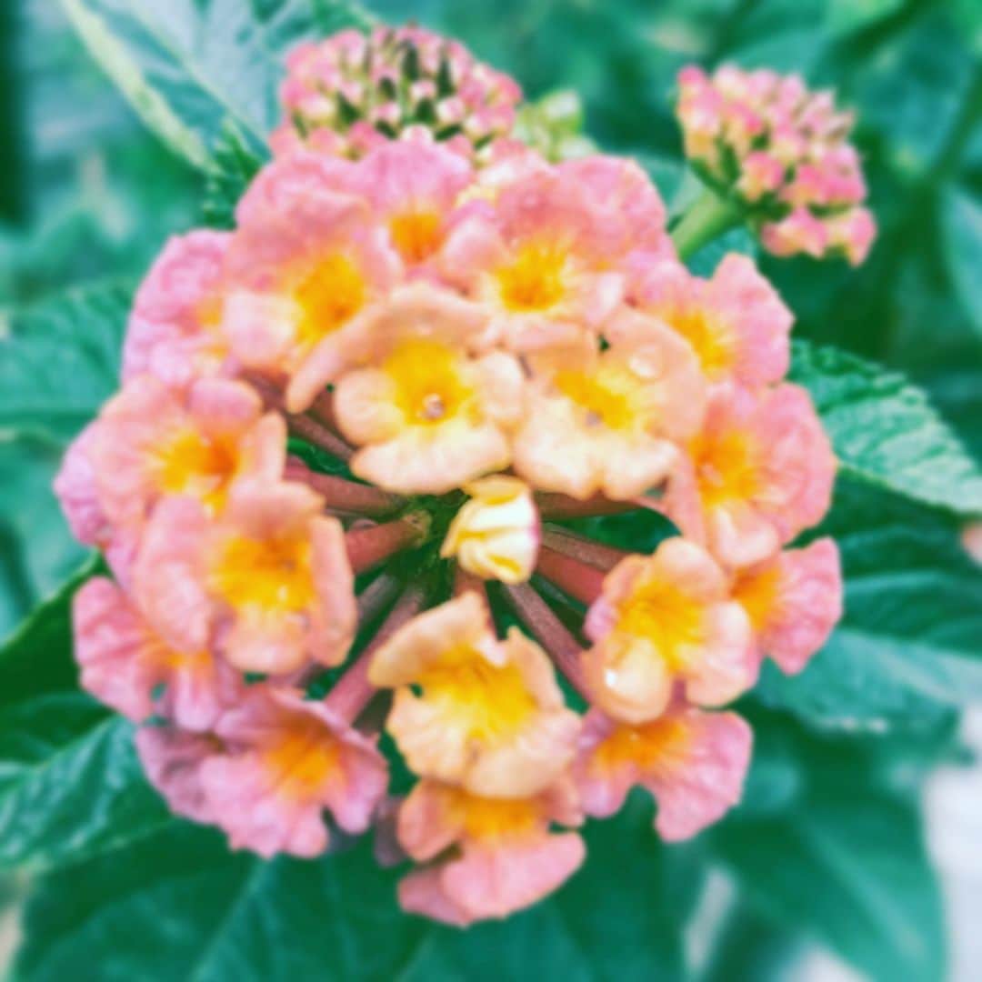 中野敬久さんのインスタグラム写真 - (中野敬久Instagram)「#flower #flowersoflife #idontlikemondays #behappy」11月25日 9時19分 - hirohisanakano