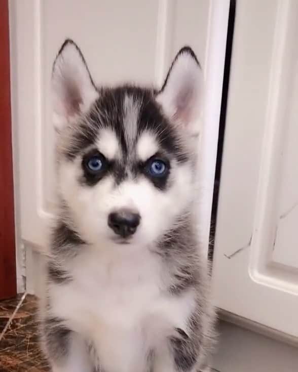 husky and malamuteのインスタグラム：「He looks so cute.💖😘😘 follow @alaskandaily （Twitter：alaskandaily）for more cute pic and video.😜 ……………………………………………………………… Each video was approved by the original author. But  don't have a Instagram account. We are first one post those video. So watermark credit @alaskandaily ……………………………………………………………… #alaskan#malamute#alaskanmalamute#alaskanhusky#malamutesofinstagram#puppylife#puppylove#puppydog#puppylover#dogdays#malamutepuppy#huskies#huskeypuppy#huskeiesreq#siberian#huskeiesofig#dogslife#dogsofnyc#cutedog#cutedogs#huskeypics#huskeylovers#huskygram#huskeylove#huskiesofinstagram#dogsofnyc#husky#狗」