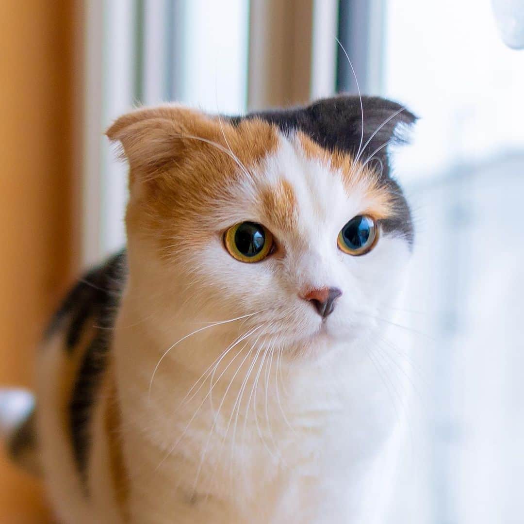 マアルのインスタグラム：「きなこさん #🐱 #北海道 #旭川市 #ペットホテル #スコティッシュフォールド」