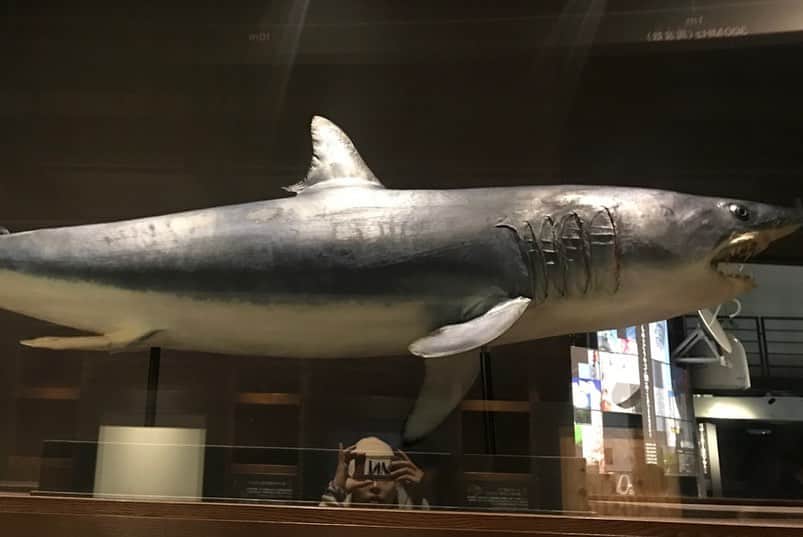 後藤早貴さんのインスタグラム写真 - (後藤早貴Instagram)「🌈🌈🌈✨🌈🌈🌈 生き物ってパワーに溢れてる。一生の中で絶対サメに会いたい🌊かっこいい。  #me#gosaki」11月25日 10時17分 - gosakicchi