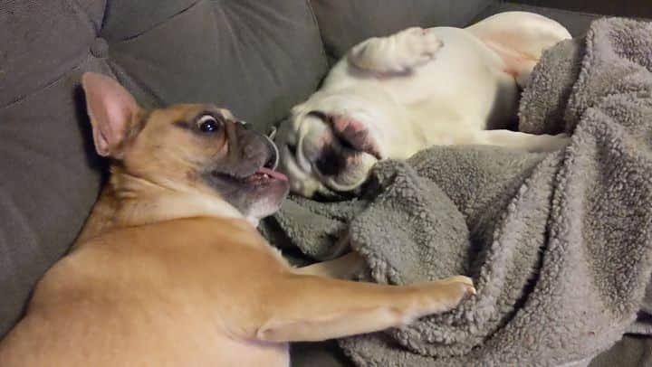 Manny The Frenchieのインスタグラム：「The laziest fighters ever 🤣」