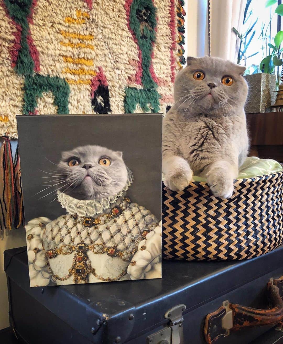 Millaさんのインスタグラム写真 - (MillaInstagram)「Queen @MillaTheCat has ruled the house for many a years... and it’s about time I got my royal portrait done by @crownandpaw , establishing my reign of the castle 🏰! 👑🐾#CrownAndPaw is a custom pet portrait brand dedicated to creating incredible (and hilarious) artwork based on your pet! AND with CODE MILLA10 you can receive 10% off your portrait purchase! 😽💕 #millathecat #QueenBee 🐝」11月25日 10時27分 - millathecat