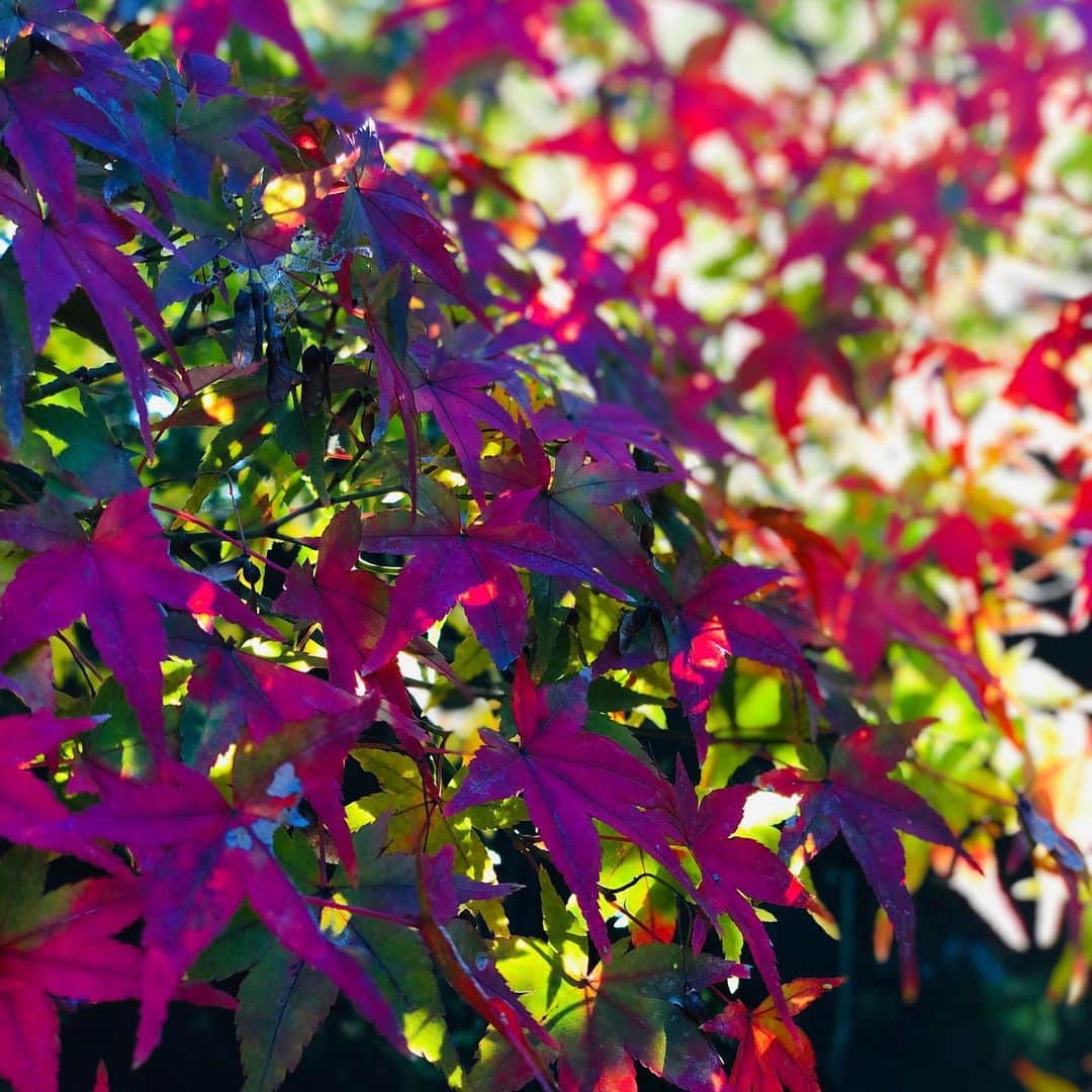 東里梨生さんのインスタグラム写真 - (東里梨生Instagram)「紅葉シーズンですね。 四季をあまり感じられない石垣島では見られない景色が本土では色々見られて嬉しい😊  と同時に、その分季節の流れもハッキリとわかるので　四季折々の表情と共に色々な感情も湧いてきます。  やなわらばーラストライブまであと1年を切りました。 終わりへ向かう、というよりは 今再スタートを切ったような感じ。 もちろん皆さんが言ってくださるような寂しさもないわけではないですが 満杯の国際フォーラムCのステージで 笑顔で歌う一年後を目指して 今を過ごしています。  石垣さんも言ってたように 更に涙脆くなっている私なので 本番当日、泣かない自信はないけど笑　 一応歌ってる最中は泣かないように心がけております笑  そんなこんなで メルマガ先行始まっておりますので 皆様よろしくお願いします😊 こっからは私もFacebookの更新頻度も上げていきますね。 （基本はInstagramと連動）  やなわらばーラストライブ ～20年分のありがとうを込めて～ 【日程】2020年11月23日（月・祝） 【時間】開場16:00 / 開演17:00 【会場】東京国際フォーラム ホールC 【料金】6,900円（税込） 🌺メルマガ先行期間中🌺 〆切2019年12月8日（日）23：59 ▼メルマガ登録はこちら http://www.ya-na.net/mailmagazine/index.ht  #紅葉 #まだ見てない方へ #お裾分け」11月25日 10時31分 - aizatorio_yanawaraba