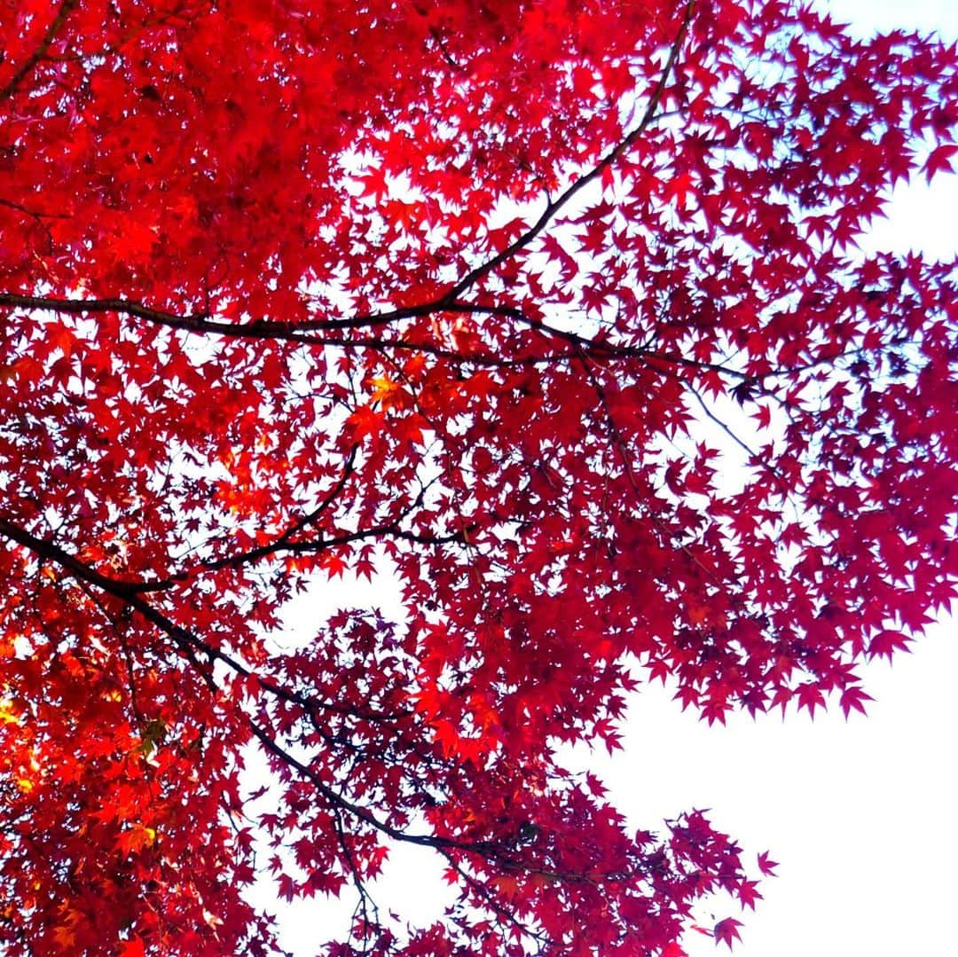 東里梨生さんのインスタグラム写真 - (東里梨生Instagram)「紅葉シーズンですね。 四季をあまり感じられない石垣島では見られない景色が本土では色々見られて嬉しい😊  と同時に、その分季節の流れもハッキリとわかるので　四季折々の表情と共に色々な感情も湧いてきます。  やなわらばーラストライブまであと1年を切りました。 終わりへ向かう、というよりは 今再スタートを切ったような感じ。 もちろん皆さんが言ってくださるような寂しさもないわけではないですが 満杯の国際フォーラムCのステージで 笑顔で歌う一年後を目指して 今を過ごしています。  石垣さんも言ってたように 更に涙脆くなっている私なので 本番当日、泣かない自信はないけど笑　 一応歌ってる最中は泣かないように心がけております笑  そんなこんなで メルマガ先行始まっておりますので 皆様よろしくお願いします😊 こっからは私もFacebookの更新頻度も上げていきますね。 （基本はInstagramと連動）  やなわらばーラストライブ ～20年分のありがとうを込めて～ 【日程】2020年11月23日（月・祝） 【時間】開場16:00 / 開演17:00 【会場】東京国際フォーラム ホールC 【料金】6,900円（税込） 🌺メルマガ先行期間中🌺 〆切2019年12月8日（日）23：59 ▼メルマガ登録はこちら http://www.ya-na.net/mailmagazine/index.ht  #紅葉 #まだ見てない方へ #お裾分け」11月25日 10時31分 - aizatorio_yanawaraba
