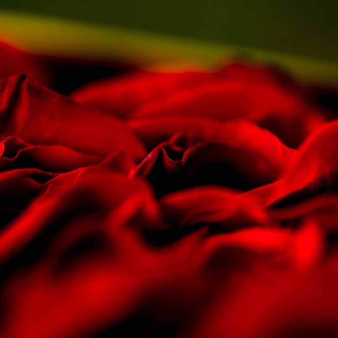 ニコライ・バーグマン・フラワーズ＆デザインさんのインスタグラム写真 - (ニコライ・バーグマン・フラワーズ＆デザインInstagram)「Red rose petals and berries arranged in Kaikado copper boxes. #holidayseason #nicolaibergmann #ニコライバーグマン @kaikadoteacaddy」11月25日 10時39分 - nicolaibergmann