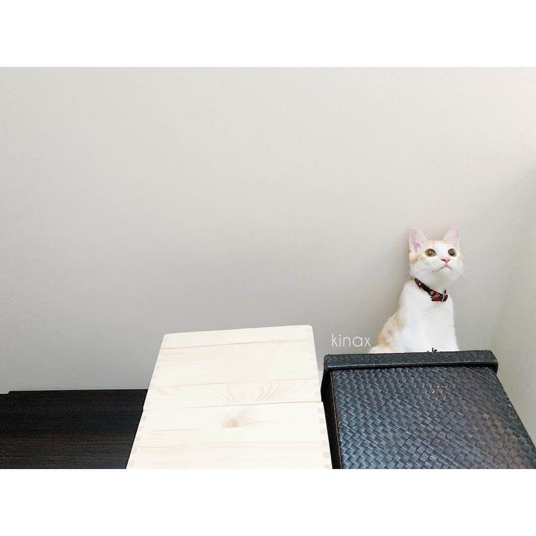 kinaxのインスタグラム：「. good afternoon(๑′ᴗ‵๑)☀in Japan, and good morning, good evening, good night for world friends! . 今日はものすごい霧な朝🌁 ちびっこ姉さんが大騒ぎして登校していったよʕ •́؈•̀ ₎ . . さてさて今日は子猫たちのお話。 . 昨日体重を測ったら ルナが3.6kg ソルが3.1kgでした⚖ . 条虫の治療中なんだけど ソルは虫がいるからあんまり大きくならないのかな と思っていたんだけど ルナくんメタボですよ！って怒られたよ(´Д` ) . ソルが小さいんじゃなくて ルナが大きかったのか((((´Д` )))) . . ごはんは毎朝計ってあげていて 去勢後のフードに変えたんだけど いつもはらぺこのようで 隙を見てわんこのフードを食べようとしたり フードが入った容器をこじ開けようとするよ🐈 . . ルナが早食いで、ボリボリ食べるのに対して ソルは何度か噛み砕きながら食べるから 器に同じ量を出すと 先に食べ終わったルナがソルのを食べようとするから ケージの中と外にしてみたり ソルに出す量を減らしてみたり 色々してみるけど なかなか難しいねぇ(´Д` ) . . そんな訳で 身軽なソルは最近冷蔵庫の上に登るように(´Д` ) やめて欲しいけど何度も登るから やっぱり高い所好きなんだねぇ… . そして登れないルナがこんな感じですʕ •́؈•̀ ₎ . . そんなこんなで、むちこさんが突然 歯が痛いっていうから見てみたら 歯は別になんともなくて 口内炎がたくさん！！ . 熱は出てないし、他に症状はないんだけど 手足口病？溶連菌？なんだろー😱 小児科いってきまーす！ . みんなも暖かくして加湿してね！ . . #猫バカ部 #ねこすたぐらむ #保護猫 #パステル兄弟 #ルナとソル #冷蔵庫の上が好き #羨ましいルナ 2019/11/25」