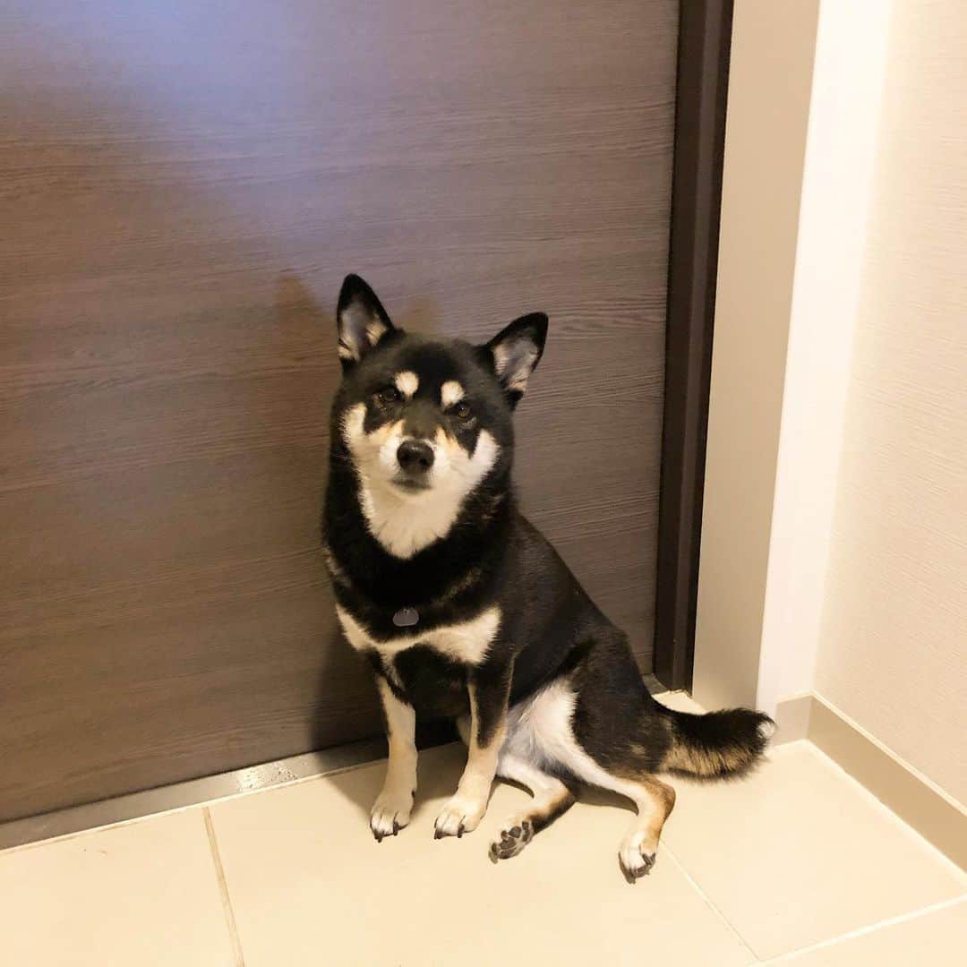 vo_coのインスタグラム：「🐾 月曜日〜 久々に玄関前で居座り抗議活動 今週もお留守番よろしくね * #shibastagram #instashiba #shiba #shibainu #黒柴 #柴犬」