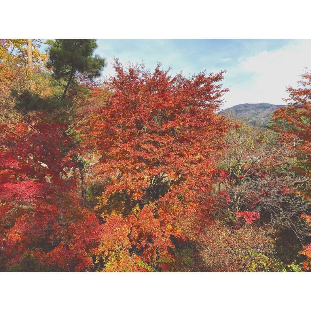 松本恵奈さんのインスタグラム写真 - (松本恵奈Instagram)「紅葉🍁」11月25日 11時16分 - ena1123