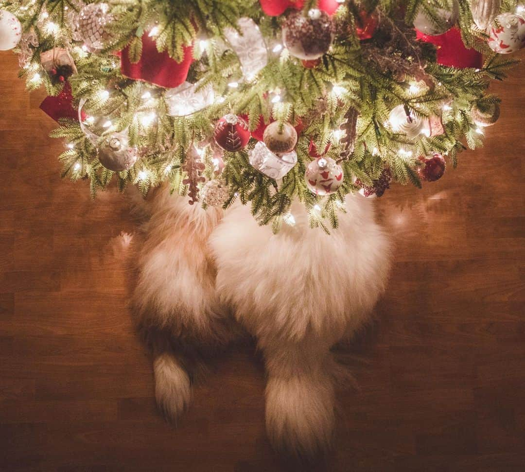 Loki the Corgiさんのインスタグラム写真 - (Loki the CorgiInstagram)「Christmas is just a month away! Bear and Momo always get confused by the big tree inside the house 🎄 (during Momo’s first Christmas, he actually ran over to the tree and marked it 😆)! Do you have your tree up yet?」11月25日 12時05分 - lokistagram