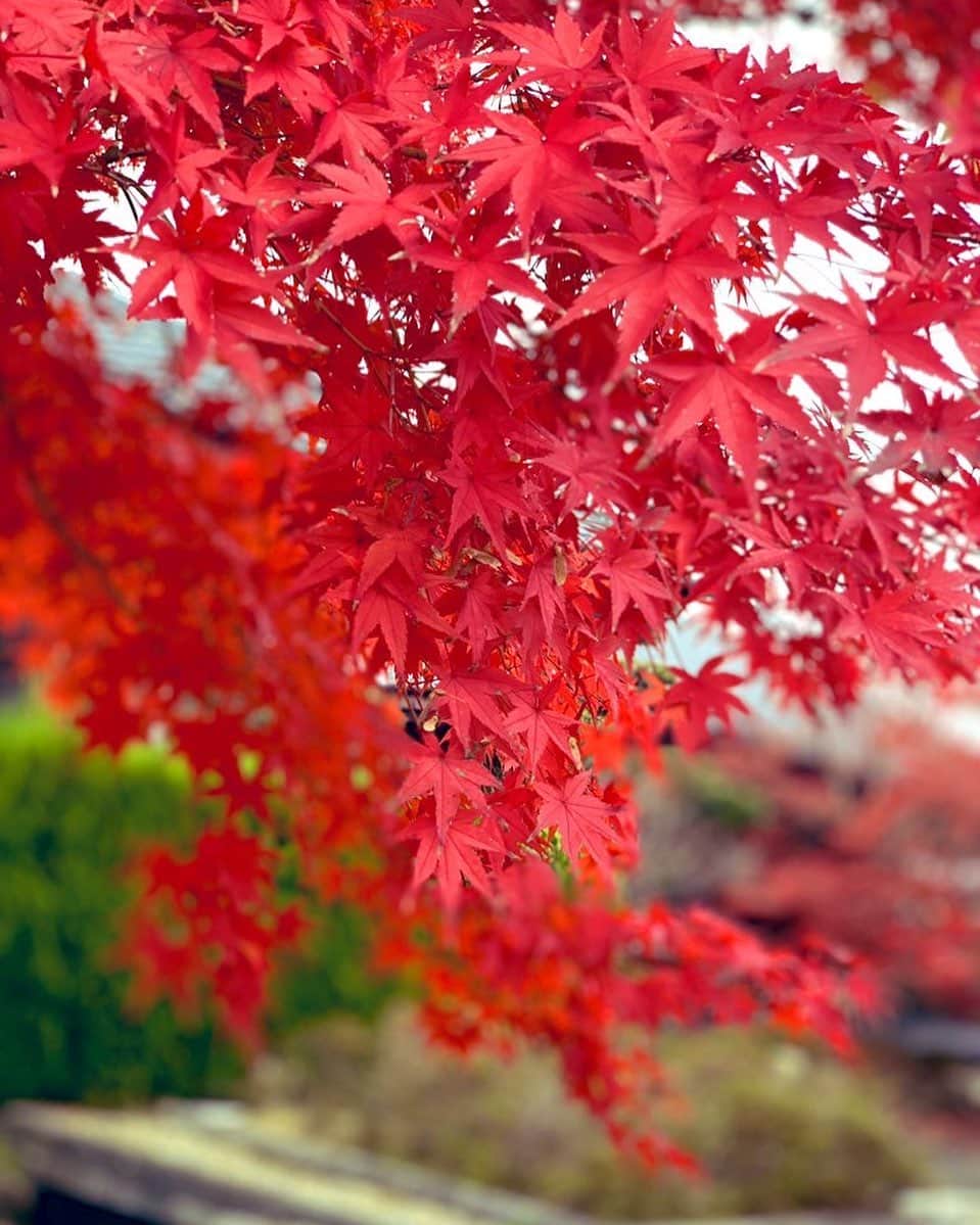 樹里咲穂さんのインスタグラム写真 - (樹里咲穂Instagram)「綺麗な紅葉🍁をみましたよ🌰🍁」11月25日 11時59分 - juripyon1028