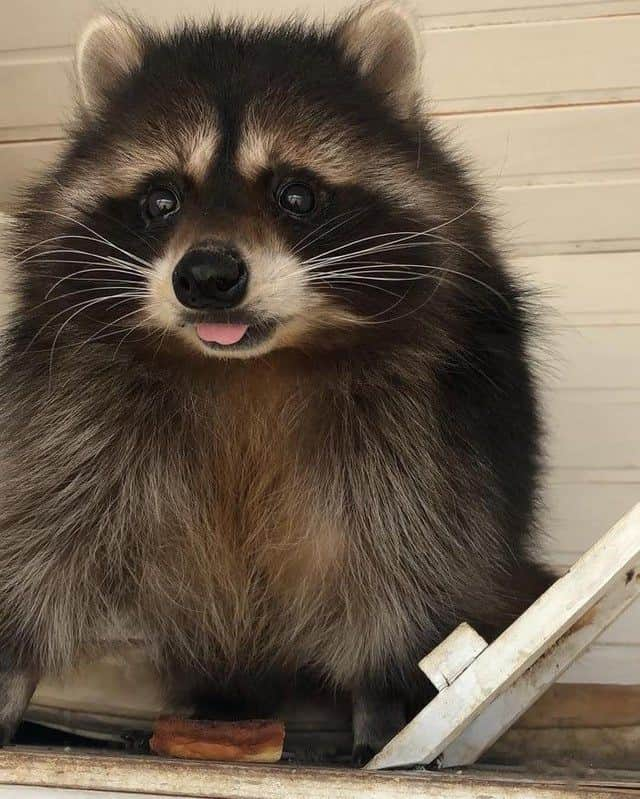 9GAGさんのインスタグラム写真 - (9GAGInstagram)「Rocket when he saw Groot come out of the portal #raccoon #9gag #trashpanda #rabbit #blep」11月25日 12時00分 - 9gag