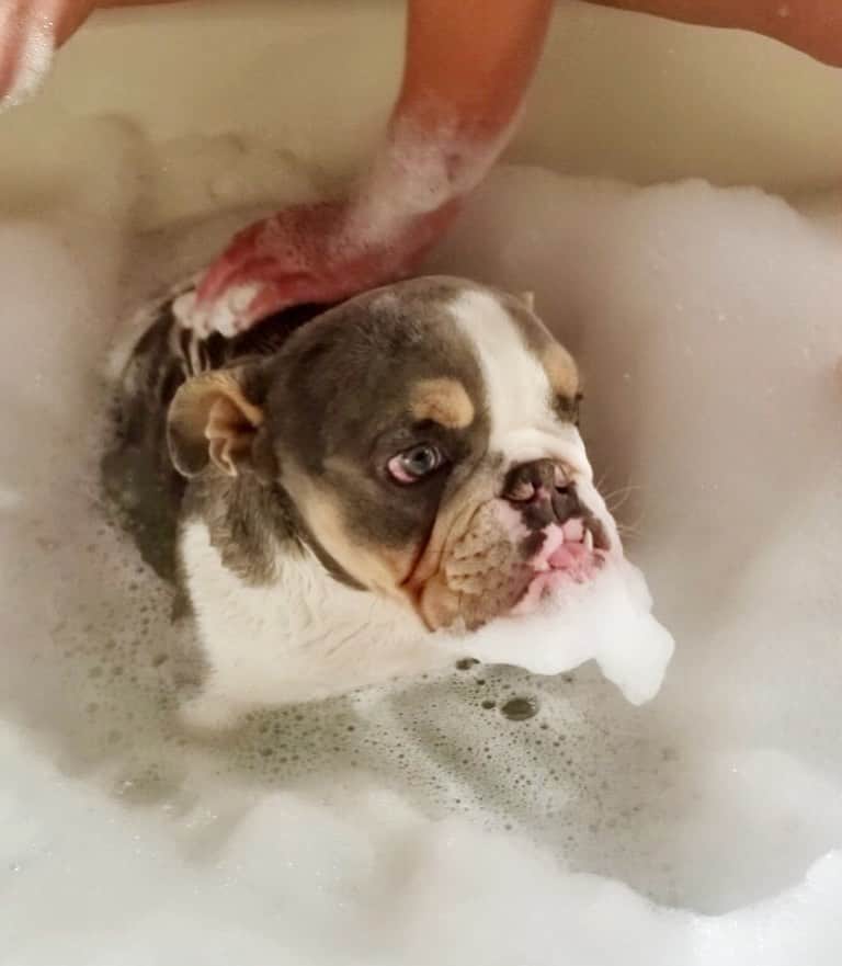 Bodhi & Butters & Bubbahさんのインスタグラム写真 - (Bodhi & Butters & BubbahInstagram)「Baby Peanut got his first bath 🛁 you can tell he’s thrilled 😂 a big THANK YOU to @goldenleash.biz for taking care of him while I was traveling ✈️ if you live in #LasVegas and need a #dog sitter, she’s #amazing 💗 . . . . . #puppy #love #bulldog #baby #travel #vegas #dogsofinstagram #bestoftheday #bath #rubadubdub #clean #boy」11月25日 12時04分 - keonistuff