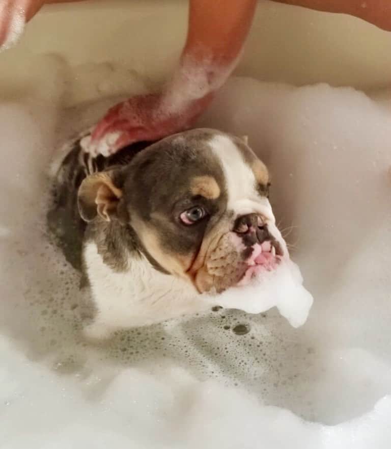 Bodhi & Butters & Bubbahのインスタグラム：「Baby Peanut got his first bath 🛁 you can tell he’s thrilled 😂 a big THANK YOU to @goldenleash.biz for taking care of him while I was traveling ✈️ if you live in #LasVegas and need a #dog sitter, she’s #amazing 💗 . . . . . #puppy #love #bulldog #baby #travel #vegas #dogsofinstagram #bestoftheday #bath #rubadubdub #clean #boy」