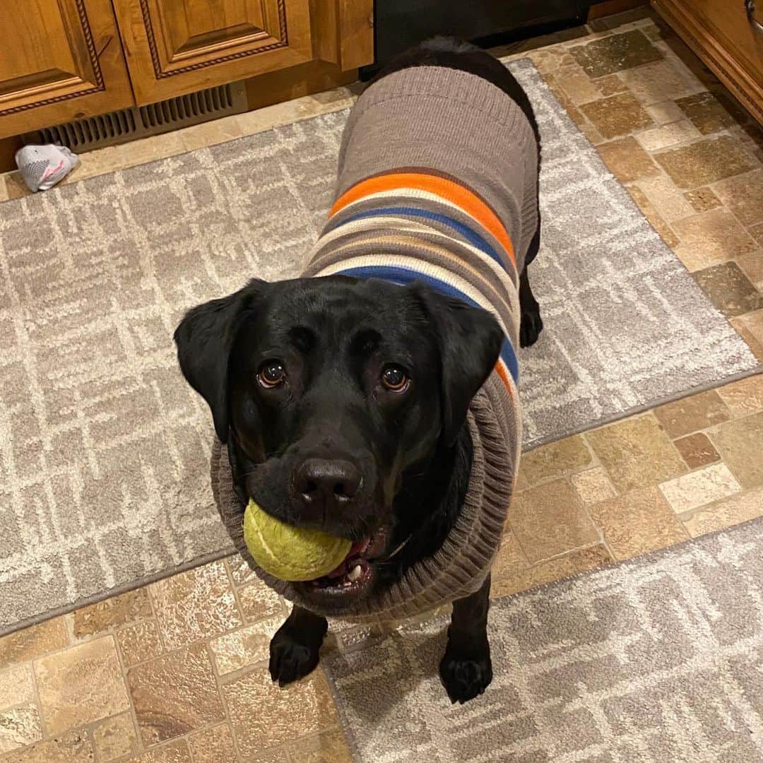 ストーン・コールド・スティーブ・オースチンのインスタグラム：「Cali rockin’ her hand me down sweater from Moolah. Cali and I aren’t much on the cold weather in Nevada.. But we like it here.  #brokenskullranch」