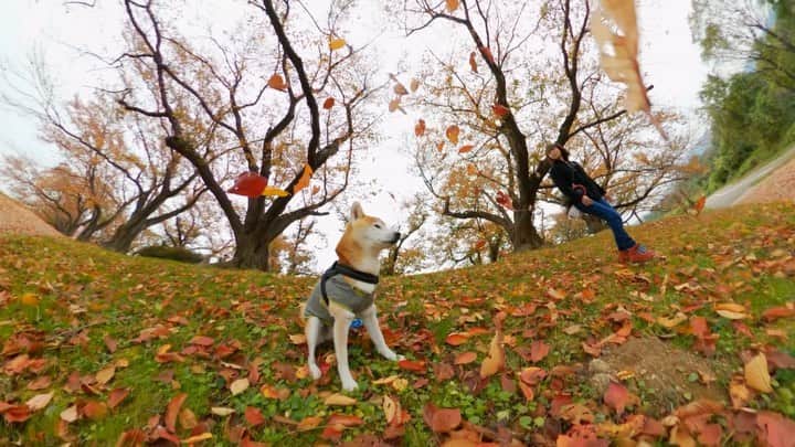 のインスタグラム：「Autumn.  昨日、秋の #背割り堤  お散歩して来た。 黒い子が居ないのが やっぱり寂しい… . Cherry tree leaves that are tinged red. . . #gopromax #goprohero8  #GoProJP  @goprojp @gopro @270pro . . . #neneandmusashi2019 #GoPro #ゴープロ #shiba #shibinu #柴犬 #しばいぬ #japan #gopropets #lovely #cute #goprodog #goproのある生活 #日本犬 #dog #goprohero #270pro #besomedoggy #doggo #goprodogsquad #goprofamily #beautiful #autumn #秋 #gopromoff」