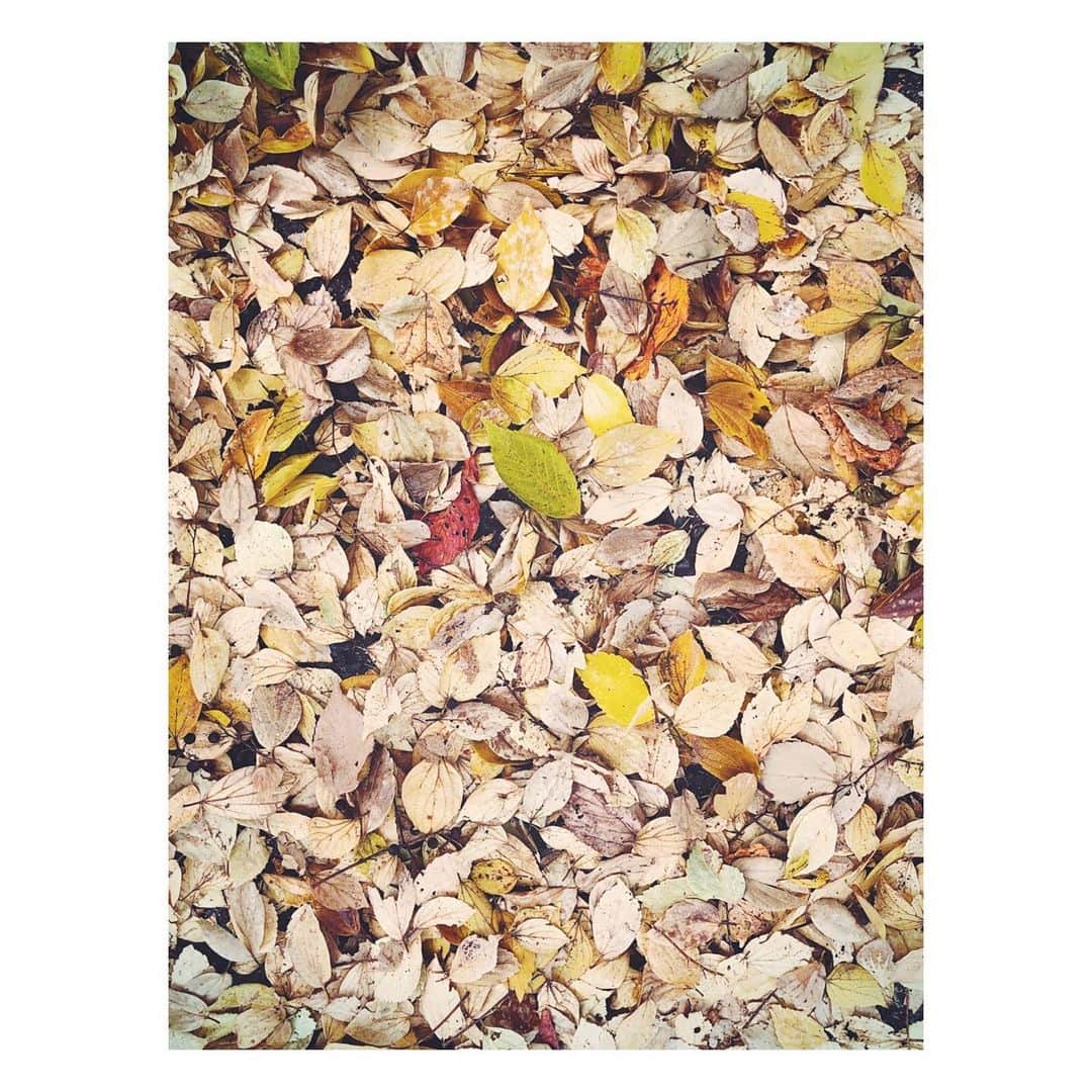 高橋ヨーコさんのインスタグラム写真 - (高橋ヨーコInstagram)「Beautiful Leaves swept away🍁　掃いても掃いても終わらない… #落ち葉掃き」11月25日 12時25分 - yoko1970