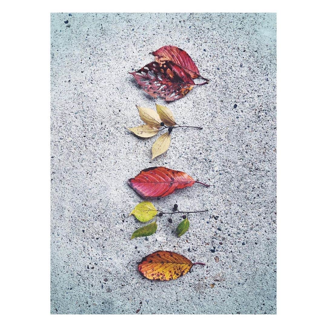 高橋ヨーコさんのインスタグラム写真 - (高橋ヨーコInstagram)「Beautiful Leaves swept away🍁　掃いても掃いても終わらない… #落ち葉掃き」11月25日 12時25分 - yoko1970