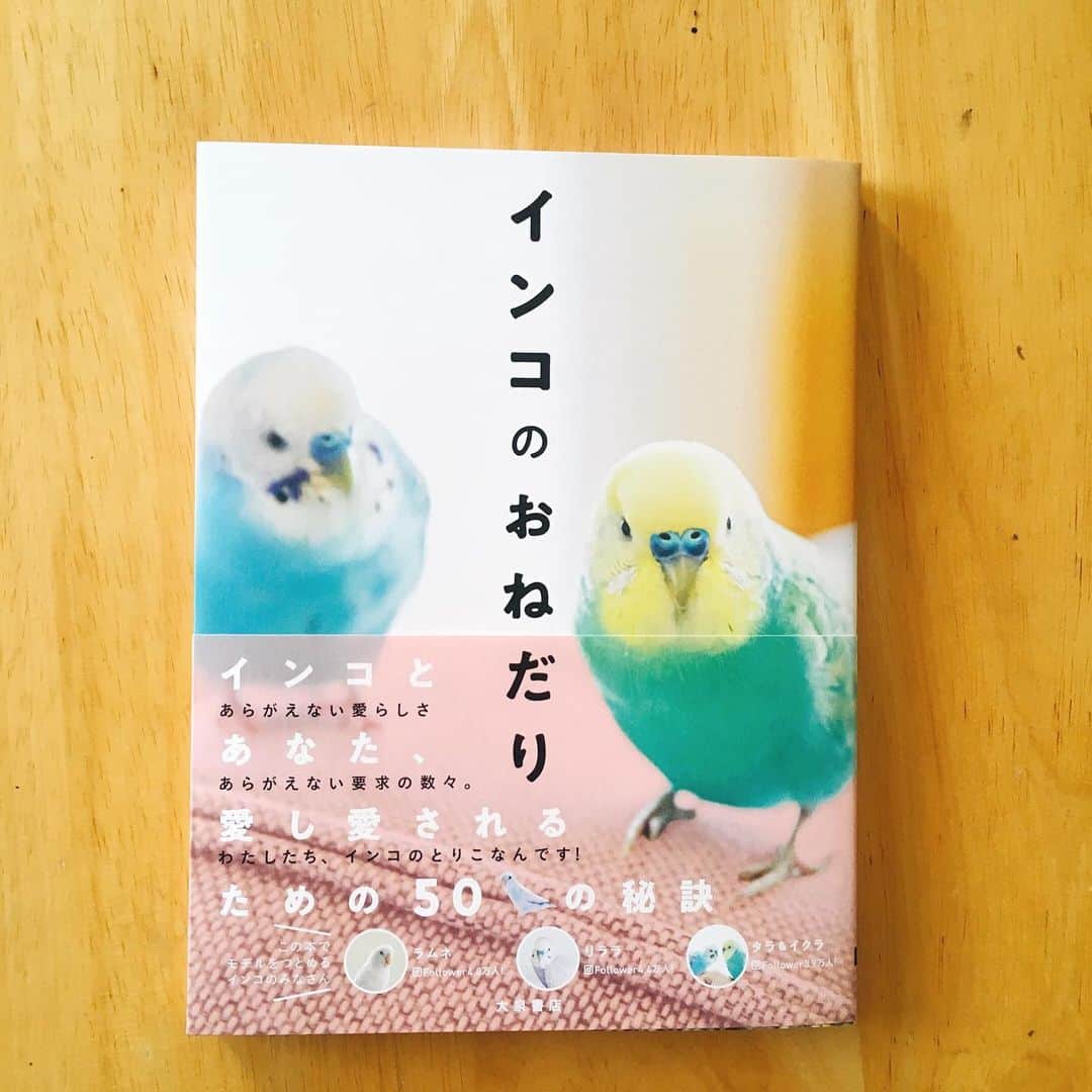 momoroさんのインスタグラム写真 - (momoroInstagram)「‪「インコのおねだり」【大泉書店】の挿絵を担当しました。‬ ‪このシリーズどれも知識は深く面白いし写真も素敵なのでオススメです🦜‬ インスタで人気の @ramune0123  @_akipooh_  @ryoichisakai  @yukariusagi @stella.bluebird  ちゃんたちが載ってて可愛いです😊 #illustration #momoro#ももろ#イラスト  #インコ#インコスタグラム」11月25日 13時03分 - momoro6666
