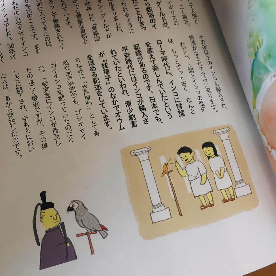 momoroさんのインスタグラム写真 - (momoroInstagram)「‪「インコのおねだり」【大泉書店】の挿絵を担当しました。‬ ‪このシリーズどれも知識は深く面白いし写真も素敵なのでオススメです🦜‬ インスタで人気の @ramune0123  @_akipooh_  @ryoichisakai  @yukariusagi @stella.bluebird  ちゃんたちが載ってて可愛いです😊 #illustration #momoro#ももろ#イラスト  #インコ#インコスタグラム」11月25日 13時03分 - momoro6666
