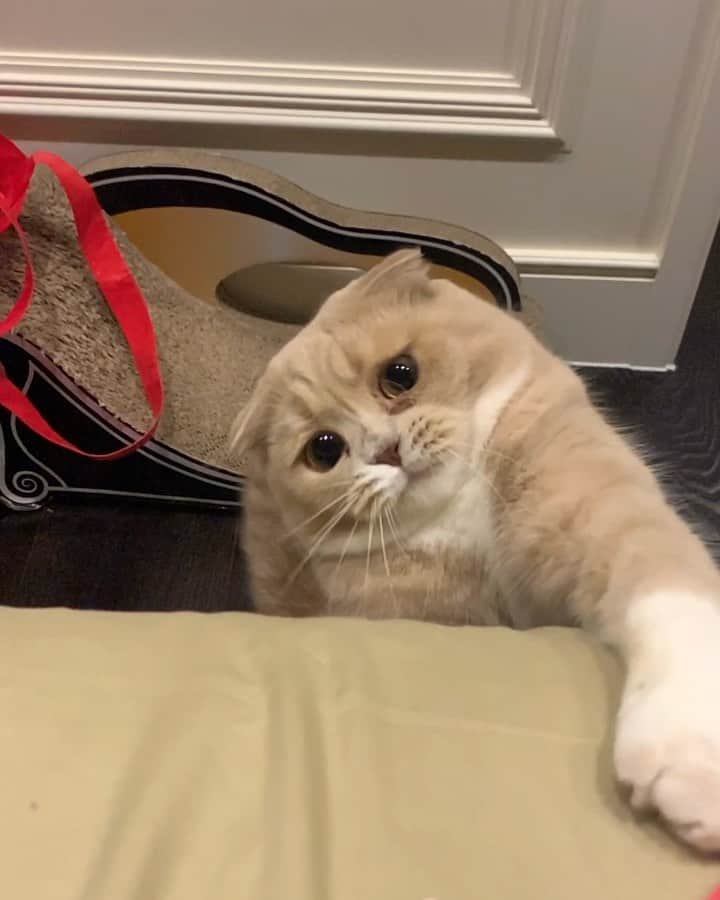 のインスタグラム：「🐈」