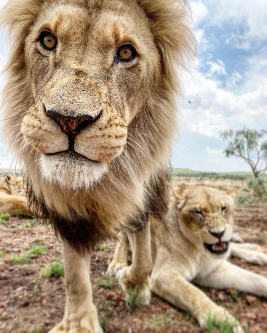 Kevin Richardson LionWhisperer さんのインスタグラム写真 - (Kevin Richardson LionWhisperer Instagram)「#mondaymotivation  If your goals set you apart from the crowd, stay alone.」11月26日 0時46分 - lionwhisperersa