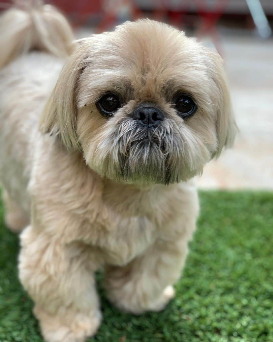 Dougie the Shih Tzuさんのインスタグラム写真 - (Dougie the Shih TzuInstagram)「Crouton.」11月26日 0時53分 - dailydougie