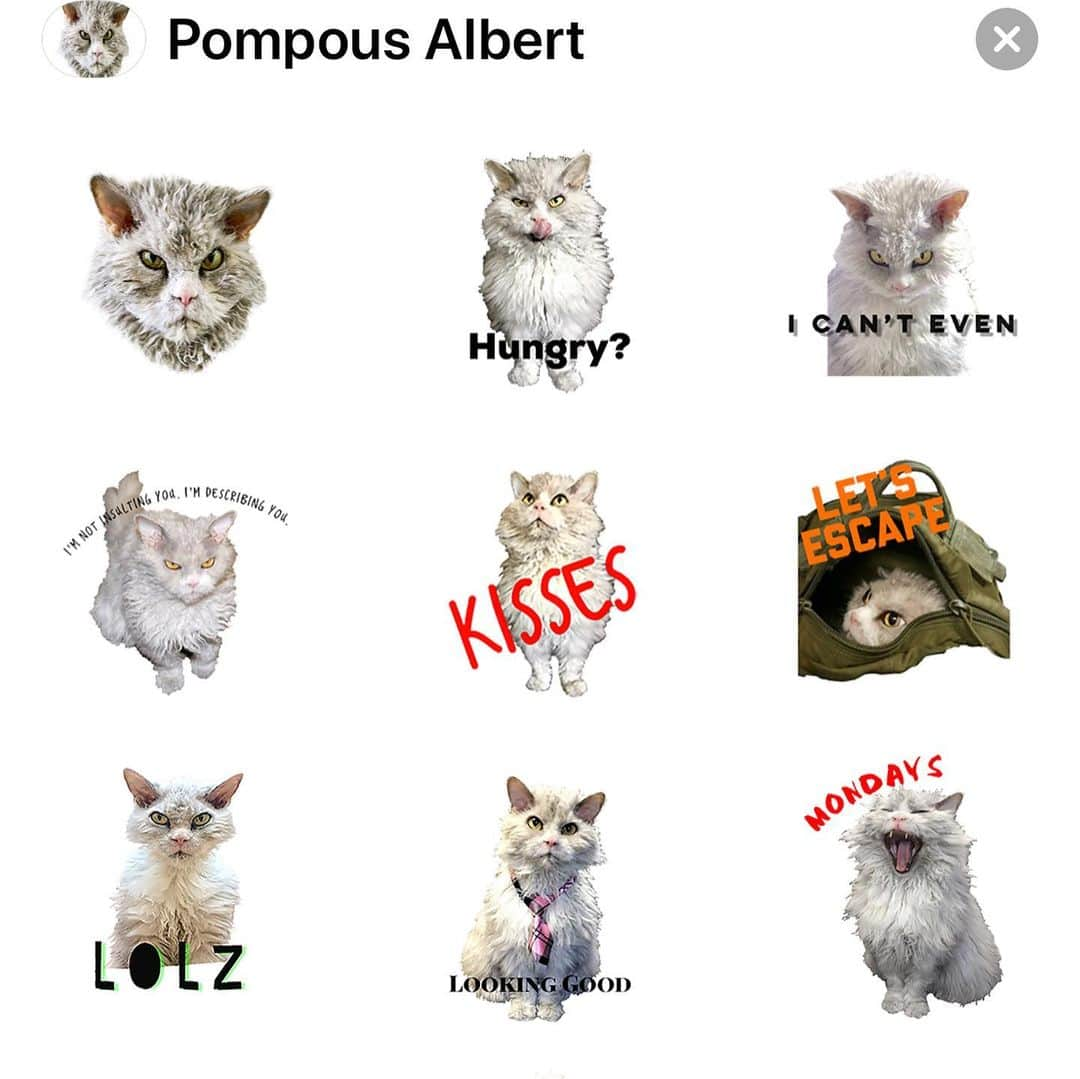 アルベルトさんのインスタグラム写真 - (アルベルトInstagram)「We’re all too tired to talk come Monday morning, well really everyday. Let meow do the talking for you with my P.A. Stickers - available on the App Store. Available for iPhones only- meow sorry. Link in the bio #imessagestickers #pompousalbert」11月26日 1時40分 - pompous.albert