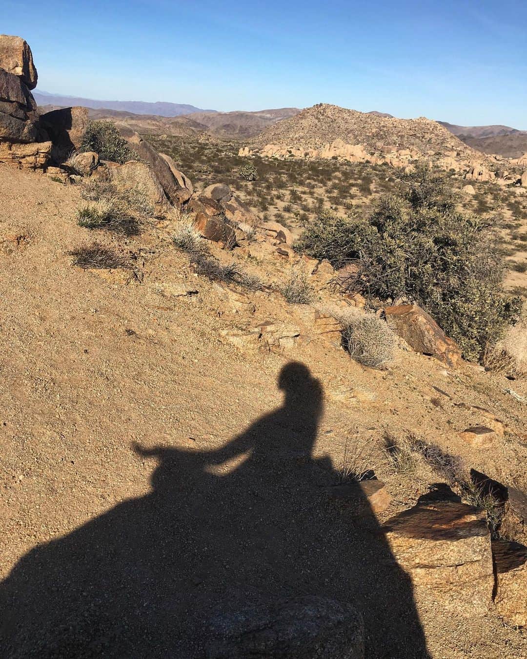 のインスタグラム：「“Corrección, conozco a tu padre” 😁🐒 canalizando a mi #rafiki interno. La meditación es una gran herramienta que me ha ayudado a relajar la mente y el cuerpo y recordarme que en el presente todo está bien ☺️ ••• Channeling my inner Rafiki 😁 meditation helps me calm my mind and my body and reminds me that everything is ok in the present moment #🧘‍♀️#☯️ this photo was from a past trip to #joshuatree #tb #meditationmonday」