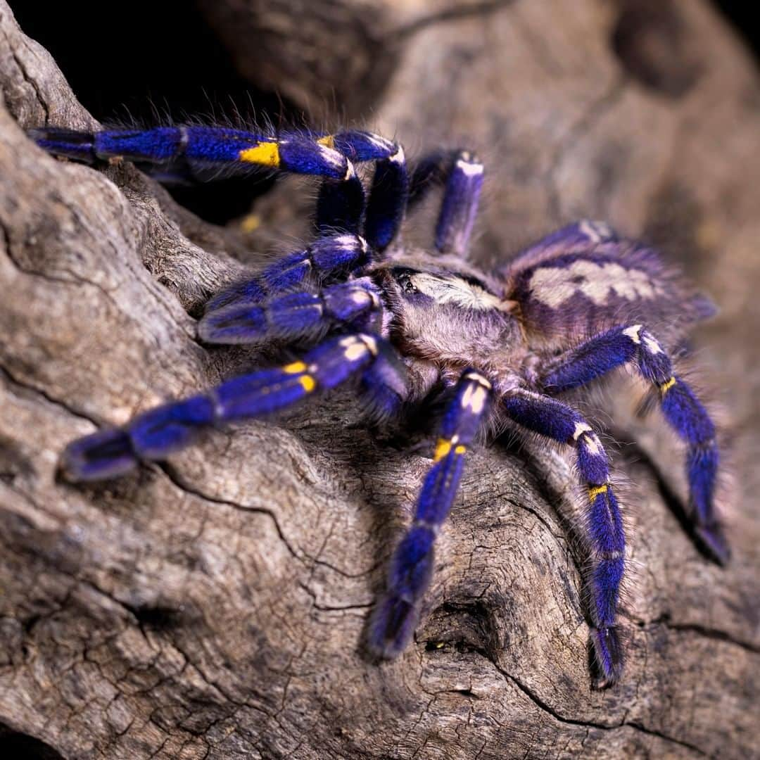 アニマルプラネットさんのインスタグラム写真 - (アニマルプラネットInstagram)「You do not want to be on the bad side of this nocturnal hunter! Gooty sapphire ornamental tree spiders will sneak up on their prey with a paralyzing bite... 😳 . . . . . .  #animalplanetupclose #animalsofinstagram #animalplanet #animaloftheday #wild #wildlife #outdoors #animals #wildanimals #conservation #nature #animallovers #instanature #wildgeography」11月26日 2時00分 - animalplanet