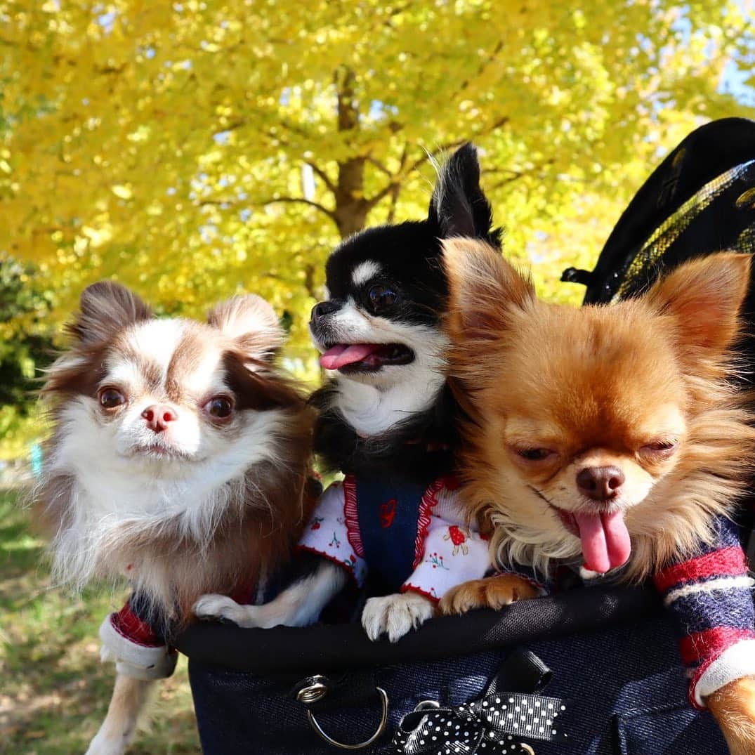 kayoのインスタグラム：「* * 珍しくらいちんのお目目が開いてる😳✨✨ * * Lychee🍂Melon🍁kulio🍄 * * #chihuahua#chihuahualove#dogstgram#dog#instadog#チワワ#チワワ大好き * *」