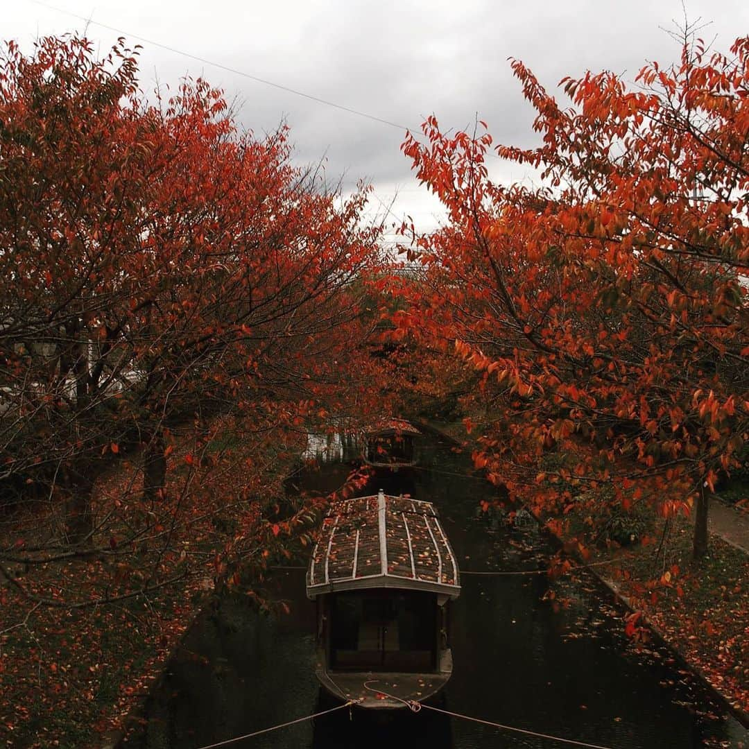 Gekkeikan Sake Officialのインスタグラム：「It’s the perfect season to see autumn leaves. . #autumn #autumnleaves #autumncolors #colorful #gekkeikan #gekkeikansake #sake #sakebrewery #japan #kyoto #fushimi #紅葉 #月桂冠 #月桂冠大倉記念館 #酒蔵 #十石舟 #京都 #伏見」